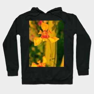 Yellow red lily blossom on yellow background Hoodie